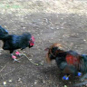 Meet your Posher, Czechmoney